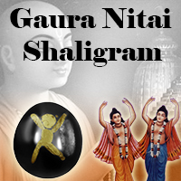 Gaura Nitai Shaligram