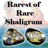 Rarest Of Rare Shaligram