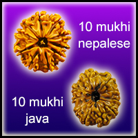 10 Mukhi Rudraksha | 10 Mukhi Rudraksha Beads | Dus Mukhi