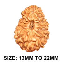 17 (सप्तदश) Mukhi Rudraksha