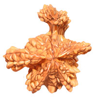 Shiv Parivar Rudraksha