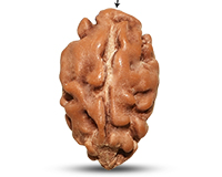 1 Mukhi Java Medium Rudraksha-RD-1-I-26