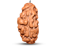 1 Mukhi Java Large Rudraksha-RD-1-I-39