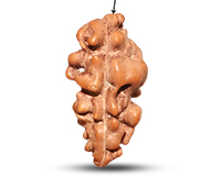 1 Mukhi Java Large Rudraksha-RD-1-I-43