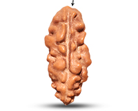 1 Mukhi Java Large Rudraksha-RD-1-I-44