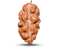 1 Mukhi Java with Ganesh Rudraksha-RD-1-I-47