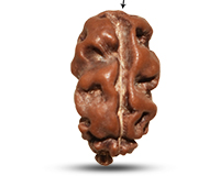 1 Mukhi Java with Ganesh Rudraksha-RD-1-I-50