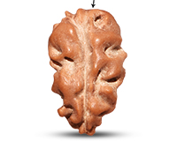 1 Mukhi Java Big Large Rudraksha-RD-1-I-51