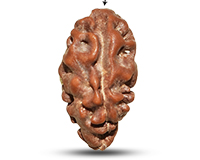 1 Mukhi Java Big Large Rudraksha-RD-1-I-56