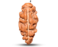 1 Mukhi Java Big Large Rudraksha-RD-1-I-57