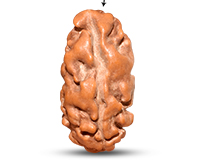 1 Mukhi Java Collector Rudraksha-RD-1-I-62