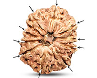 10 Mukhi Nepali Rudraksha-RD-10-A-A-74