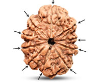 10 Mukhi Nepali Rudraksha-RD-10-A-B-67
