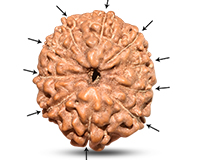 10 Mukhi Indonesian Rudraksha-RD-10-I-23
