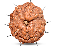 10 Mukhi Indonesian Rudraksha-RD-10-I-25