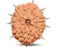10 Mukhi Indonesian Rudraksha-RD-10-I-26