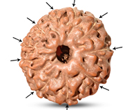 10 Mukhi Indonesian Rudraksha-RD-10-I-28
