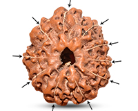 10 Mukhi Indonesian Rudraksha-RD-10-I-33