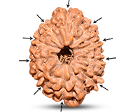 10 Mukhi Indonesian Rudraksha-RD-10-I-34