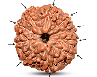 10 Mukhi Indonesian Rudraksha-RD-10-I-37