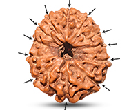 12 Mukhi Indonesian Rudraksha-RD-12-I-72