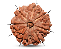 8 Mukhi Collector Nepali Rudraksha-RD-8-C-A-22