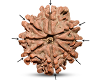 8 Mukhi Nepali Rudraksha-RD-8-C-A-28