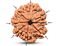 8 Mukhi Nepali Rudraksha-RD-8-C-A-30