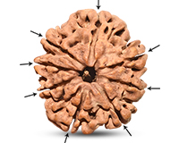 8 Mukhi Nepali Rudraksha-RD-8-C-A-32