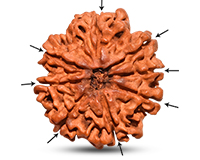 8 Mukhi Nepali Rudraksha-RD-8-C-A-33