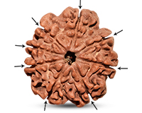 8 Mukhi Nepali Rudraksha-RD-8-C-A-38