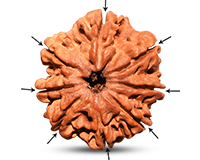 8 Mukhi Nepali Rudraksha-RD-8-C-A-39