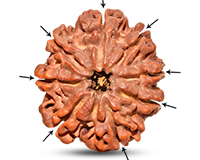 8 Mukhi Collector Nepali Rudraksha-RD-8-C-B-08