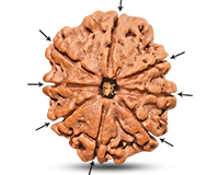 8 Mukhi Collector Nepali Rudraksha-RD-8-C-B-15