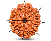 8 Mukhi Collector Nepali Rudraksha-RD-8-C-B-17