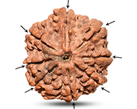 8 Mukhi Collector Nepali Rudraksha-RD-8-C-B-18