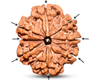8 Mukhi Collector Nepali Rudraksha-RD-8-C-B-27