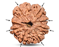 8 Mukhi Collector Nepali Rudraksha-RD-8-C-B-30