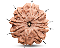 9 Mukhi Collector Nepali Rudraksha-RD-9-C-B-13