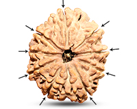 9 Mukhi Super Collector Nepali Rudraksha-RD-9-C-C-05