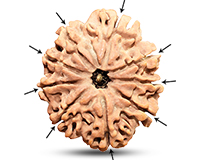 9 Mukhi Super Collector Nepali Rudraksha-RD-9-C-C-06