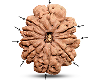 9 Mukhi Super Collector Nepali Rudraksha-RD-9-C-C-07