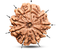9 Mukhi Super Collector Nepali Rudraksha-RD-9-C-C-08