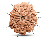 9 Mukhi Super Collector Nepali Rudraksha-RD-9-C-C-09