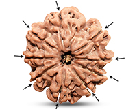 9 Mukhi Super Collector Nepali Rudraksha-RD-9-C-C-10