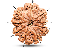 9 Mukhi Super Collector Nepali Rudraksha-RD-9-C-C-11