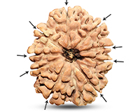 9 Mukhi Super Collector Nepali Rudraksha-RD-9-C-C-12