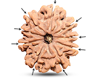 9 Mukhi Super Collector Nepali Rudraksha-RD-9-C-C-13