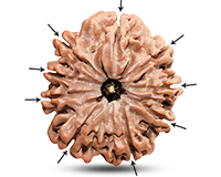 9 Mukhi Super Collector Nepali Rudraksha-RD-9-C-C-15