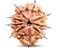 9 Mukhi Super Collector Nepali Rudraksha-RD-9-C-C-17